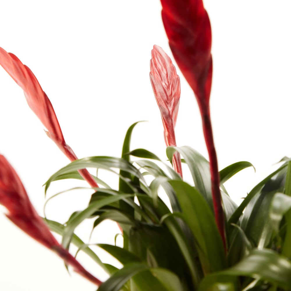 Вриезия Астрид