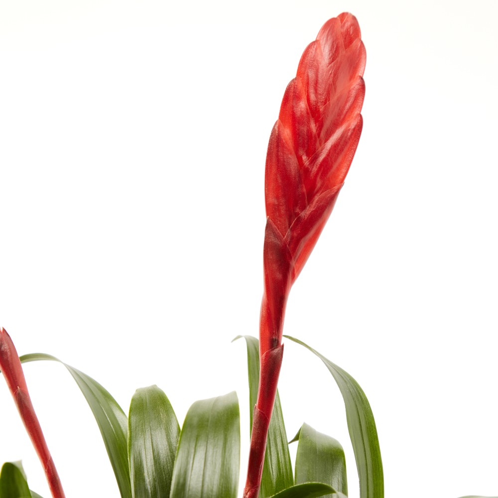 Вриезия Астрид