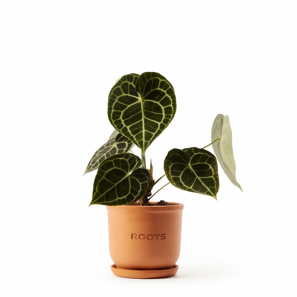 Антуриум Кларинервиум