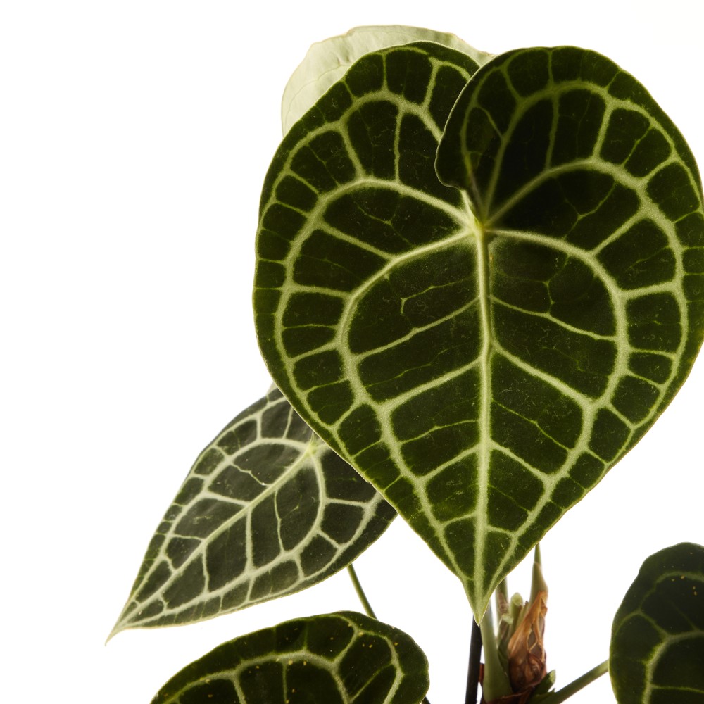 Антуриум Кларинервиум