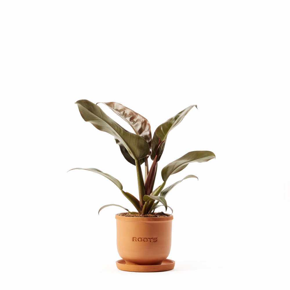 Филодендрон Империал Ред Филодендрон Империал Ред