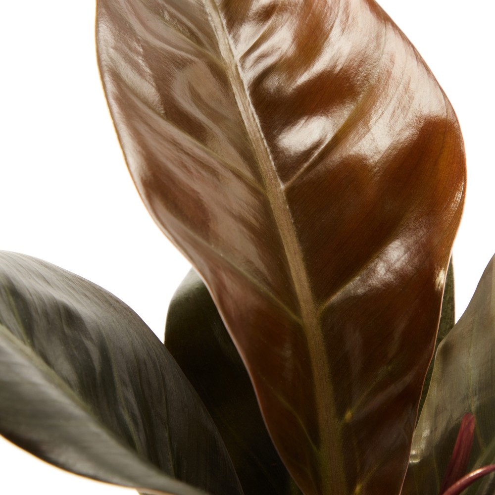 Филодендрон Империал Ред Филодендрон Империал Ред