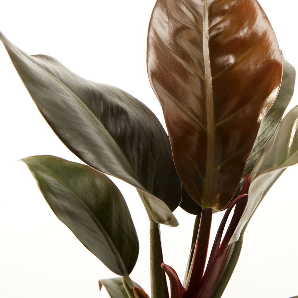 Филодендрон Империал Ред Филодендрон Империал Ред