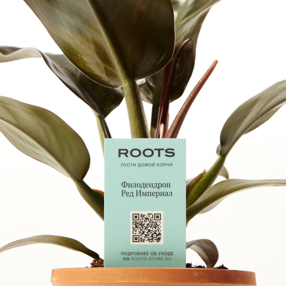 Филодендрон Империал Ред Филодендрон Империал Ред