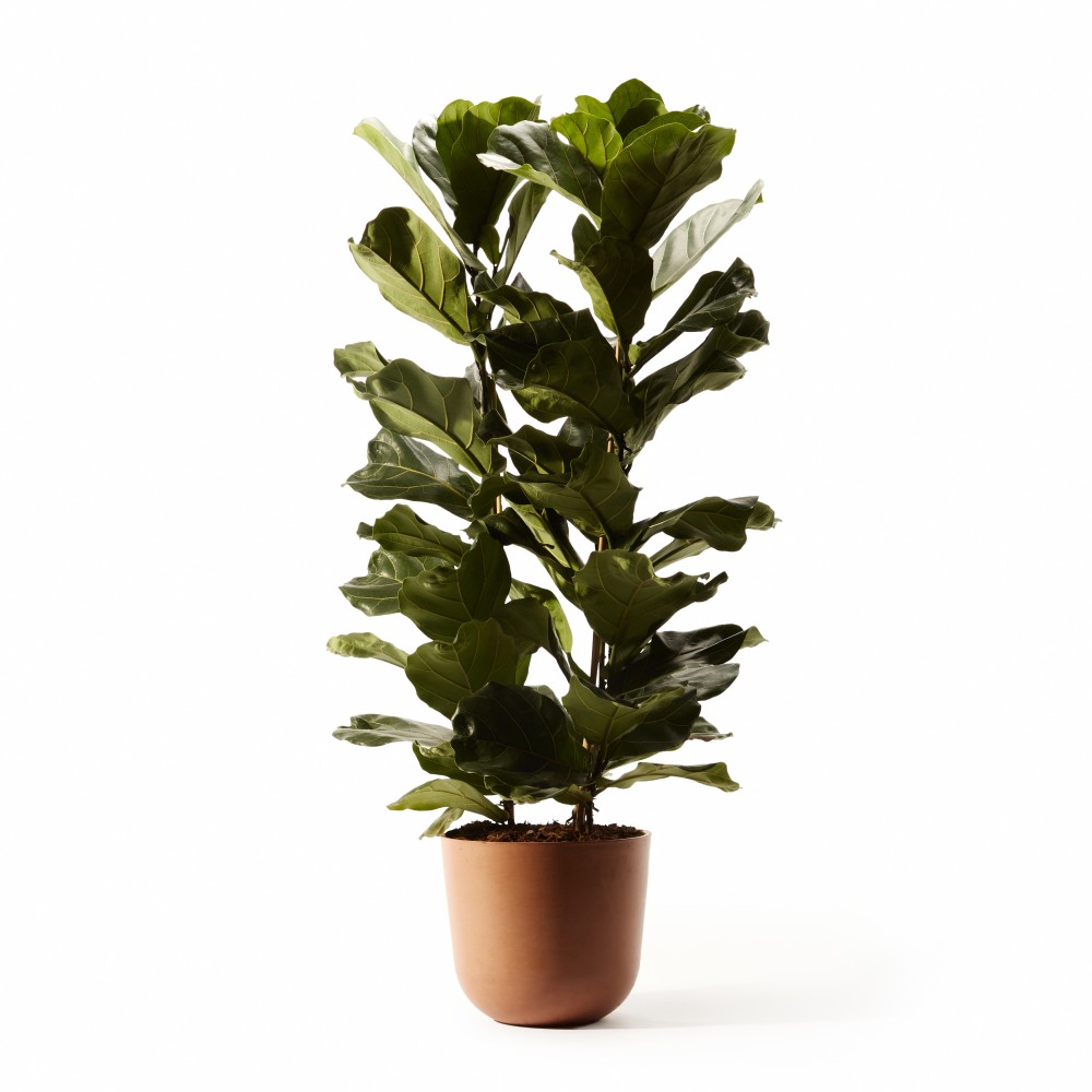 Фикус Лирата