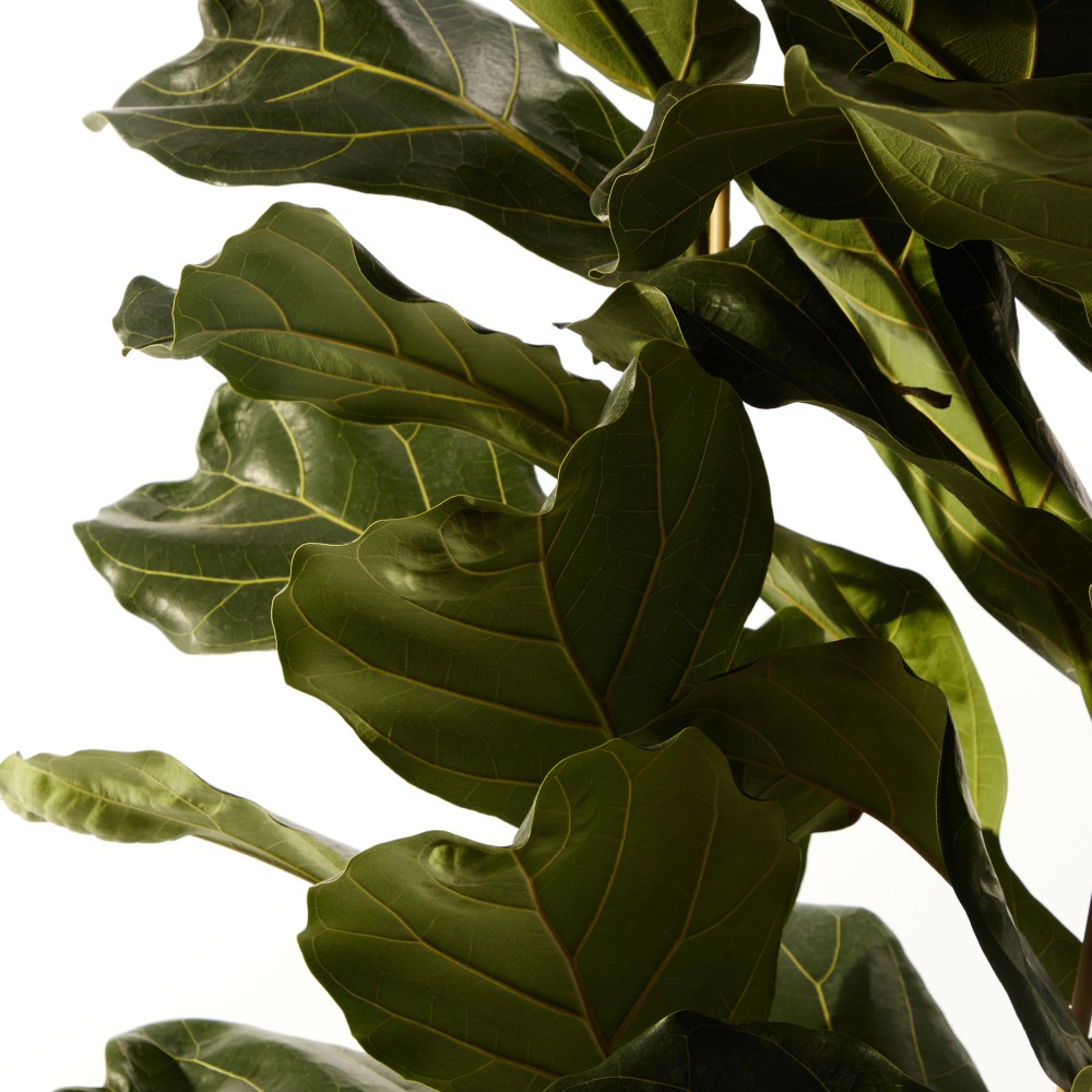 Фикус Лирата