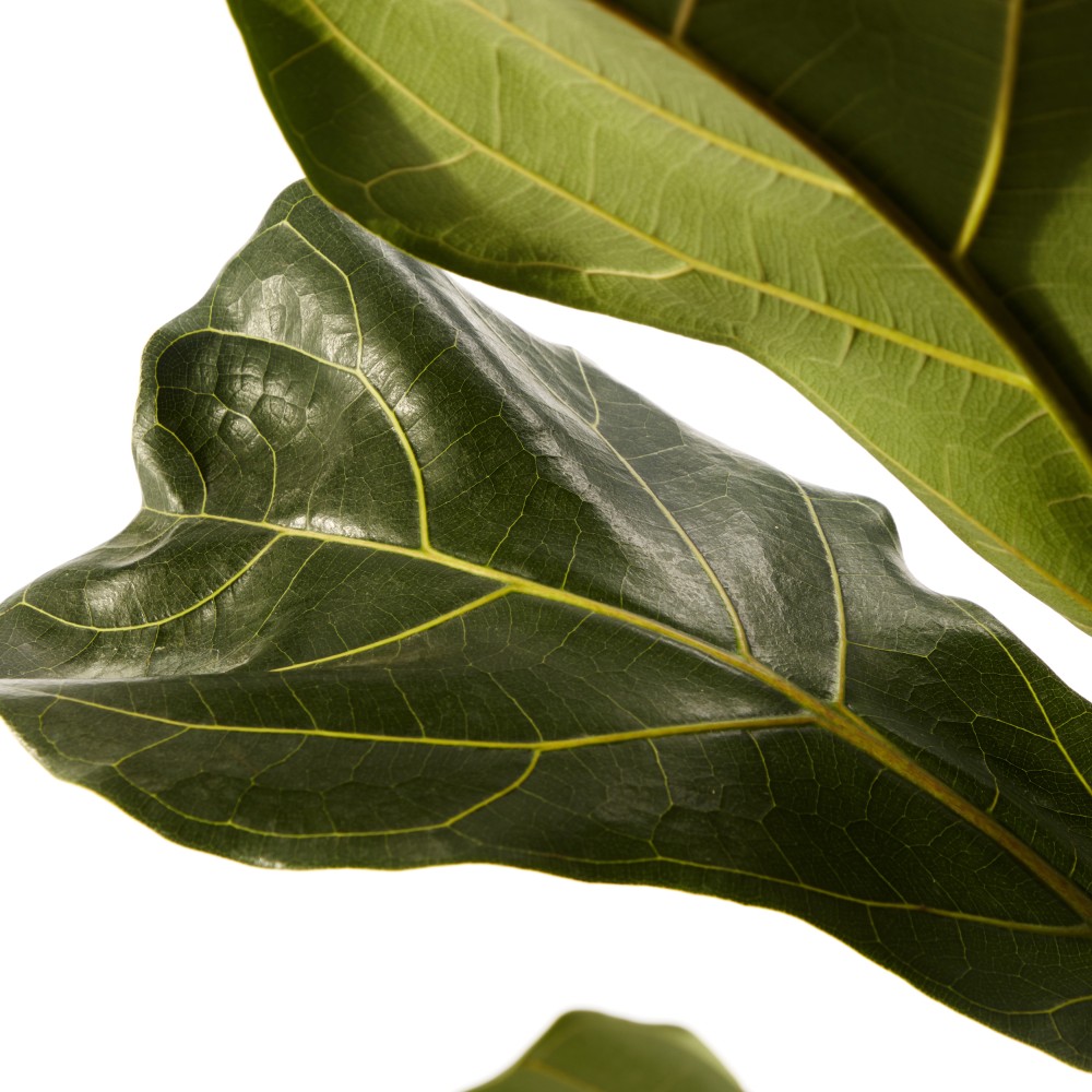 Фикус Лирата