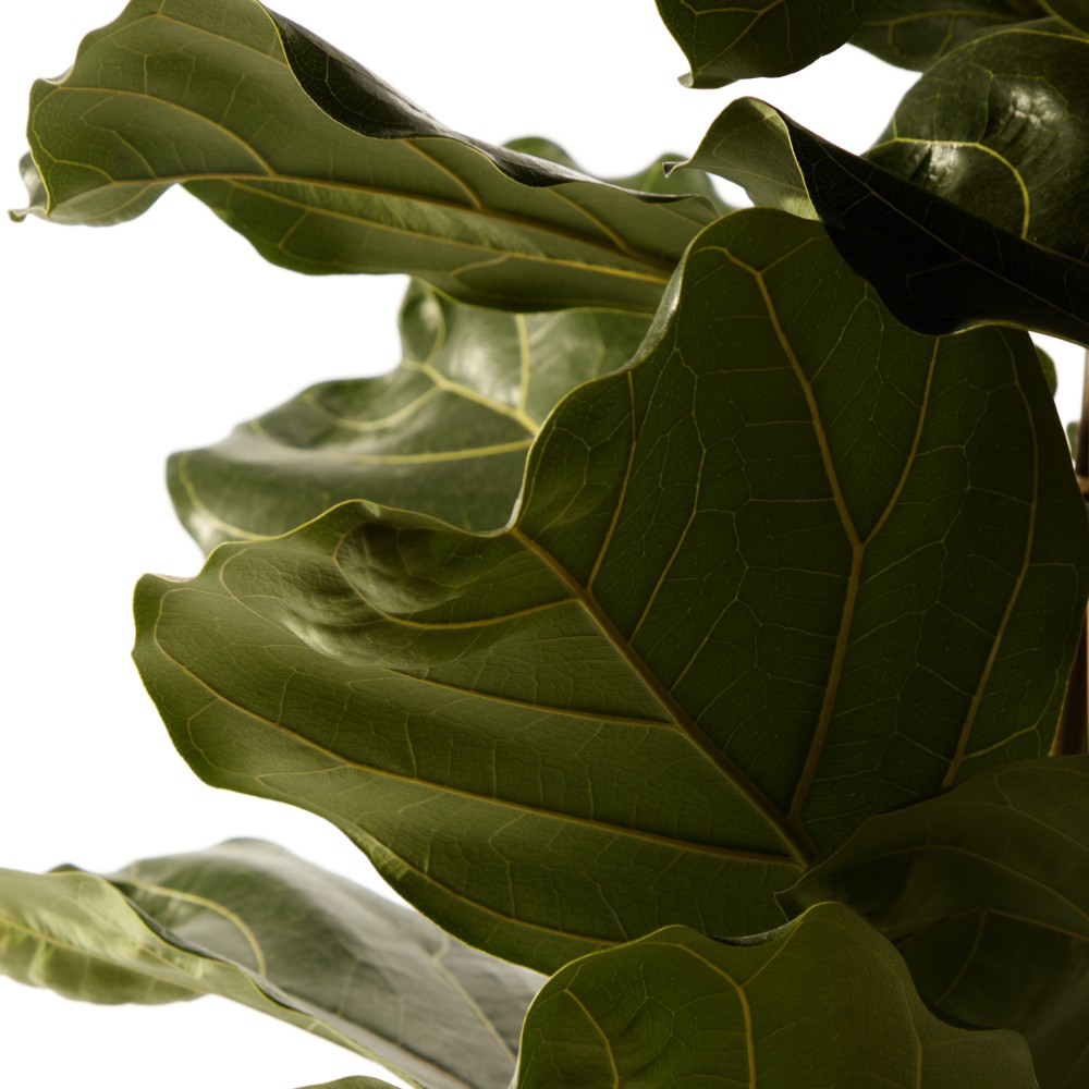 Фикус Лирата