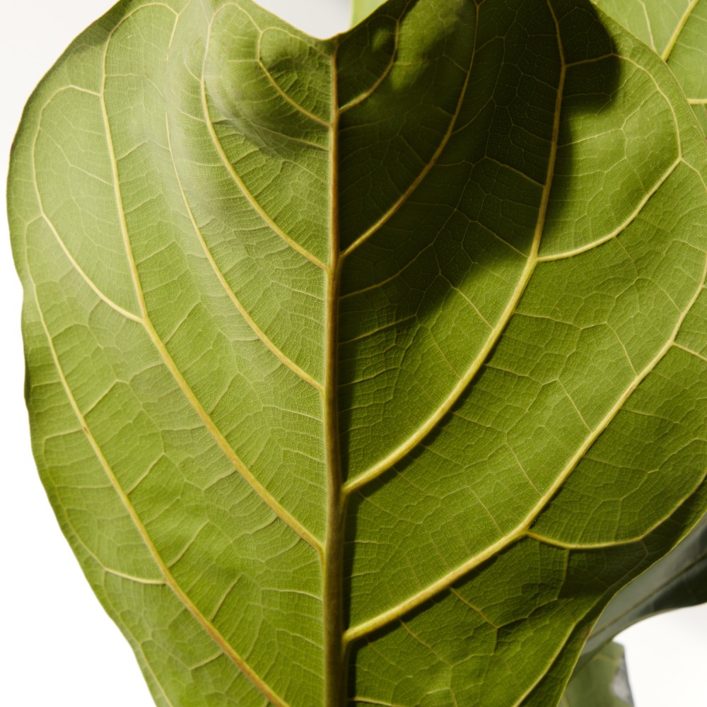 Фикус Лирата