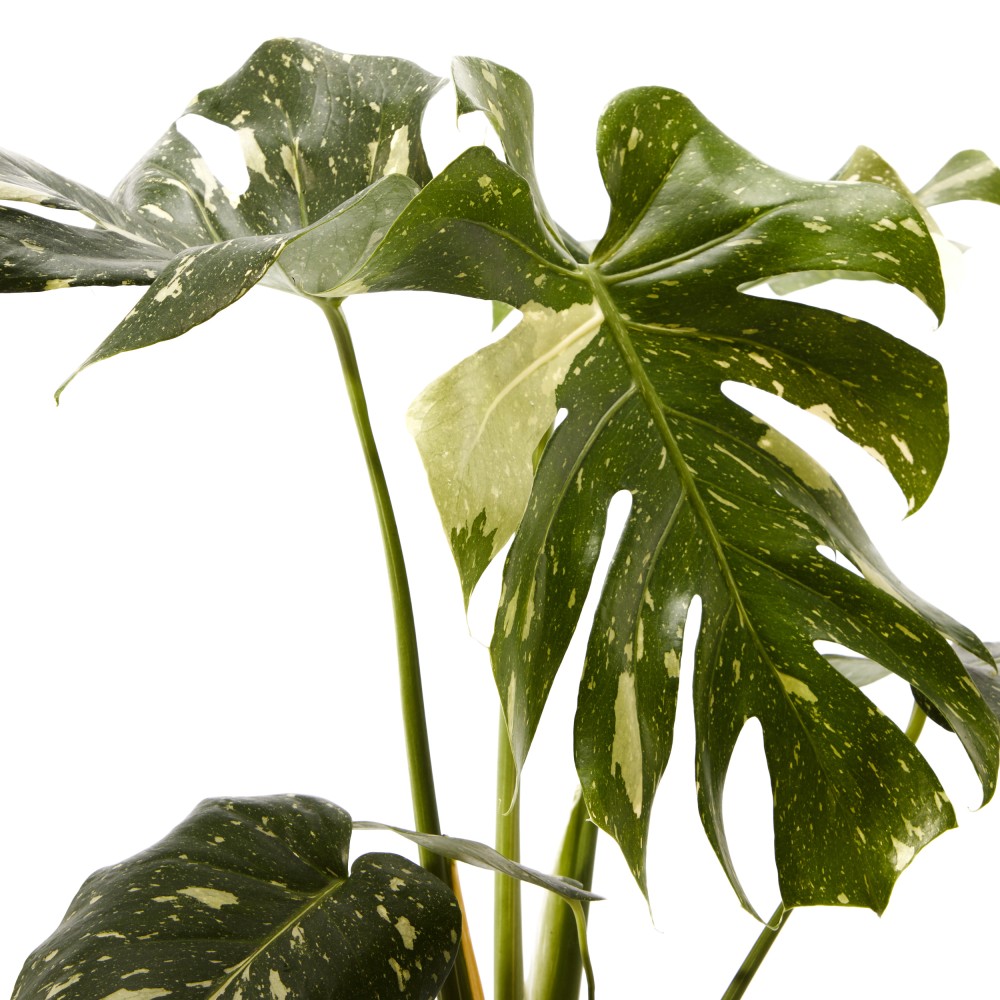 Монстера Тайское Созвездие