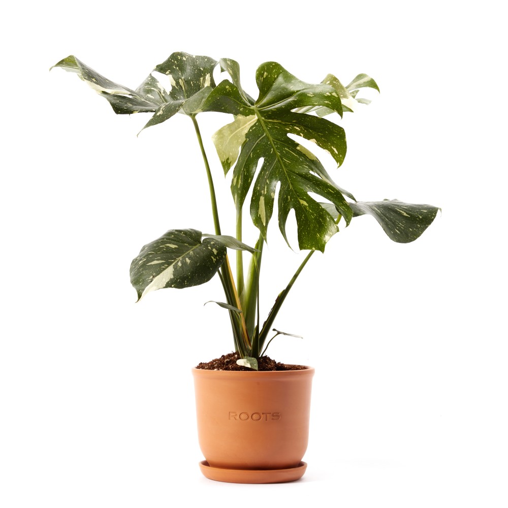 Монстера Тайское Созвездие